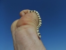 photo thumbnail #5