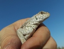 photo thumbnail #11