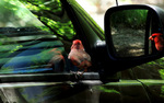 photo thumbnail #2