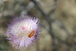 photo thumbnail #4