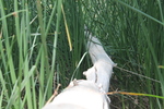 photo thumbnail #14