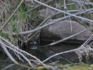 2013-04-28 :2: Dirty Snake Trail #76 :: toddak