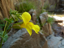 2013-04-27 :1: Monte Vista LO via Pole Bridge/Morse Can :: cindyl