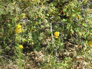 photo thumbnail #10