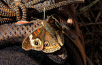 photo thumbnail #9