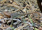 photo thumbnail #7