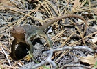 photo thumbnail #8