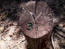 photo thumbnail #5