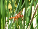 photo thumbnail #10