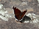 photo thumbnail #13