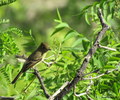 photo thumbnail #9