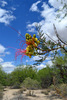 photo thumbnail #5