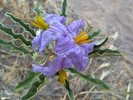 photo thumbnail #4