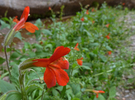 2013-05-03 :1: Aravaipa Canyon :: cindyl