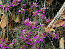 photo thumbnail #14