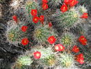photo thumbnail #4