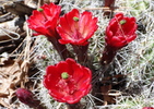 photo thumbnail #8