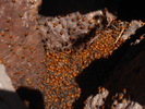 photo thumbnail #14
