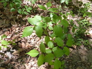photo thumbnail #9