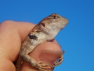 photo thumbnail #2