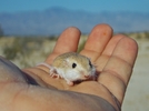 2013-05-15 :2: Joshua Tree National Park Trails :: gummo