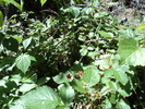 photo thumbnail #3