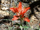 photo thumbnail #11