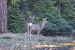 photo thumbnail #13