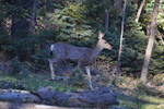 photo thumbnail #14