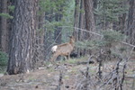 photo thumbnail #15