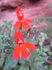 2013-05-15 :2: Boucher Trail :: cactuscat
