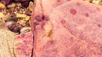 photo thumbnail #13