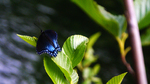 photo thumbnail #5