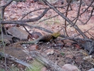 photo thumbnail #13