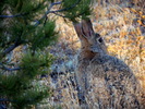 photo thumbnail #2