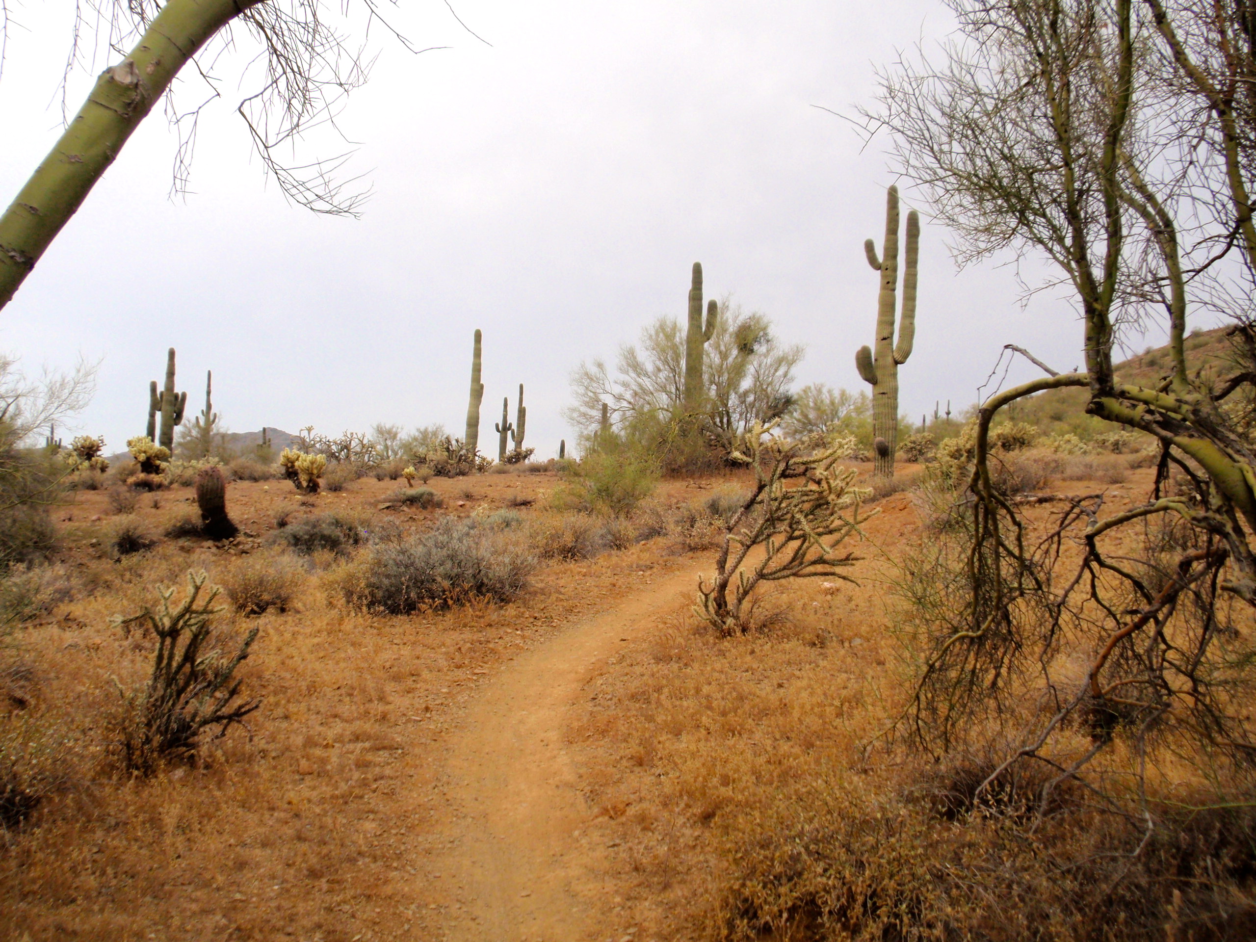Ocotillo Trail Sonoran Preserve North, AZ HikeArizona