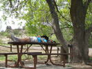 2013-05-26 :3: LCR Springerville to Wenima :: azbackpackr