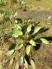 photo thumbnail #3