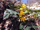 photo thumbnail #5