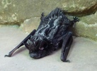 photo thumbnail #11