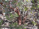 photo thumbnail #4