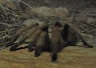 photo thumbnail #4