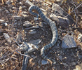 photo thumbnail #1