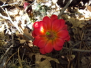 photo thumbnail #4