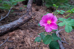 photo thumbnail #4