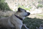 photo thumbnail #12