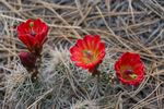 photo thumbnail #7