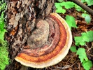 photo thumbnail #10