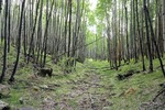 photo thumbnail #10