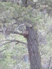 2013-06-11 :2: Shoshone Point Trail :: cactuscat